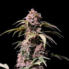 Amnesia Zkittlez Auto, Фасовка: 1